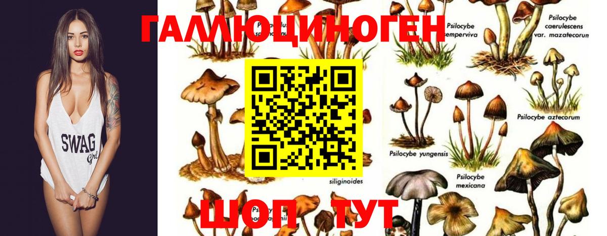 Псилоцибиновые грибы Psilocybe Горно-Алтайск